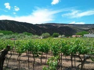 Wine Country