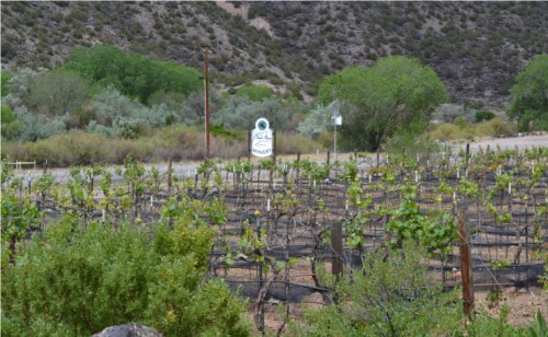 Black Mesa Vineyard