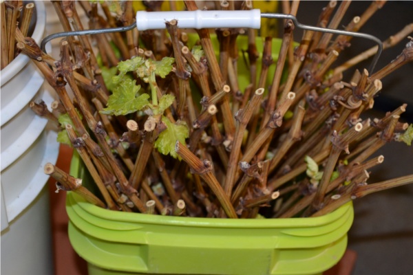 Vine cuttings