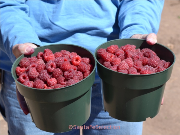 buckets of berries