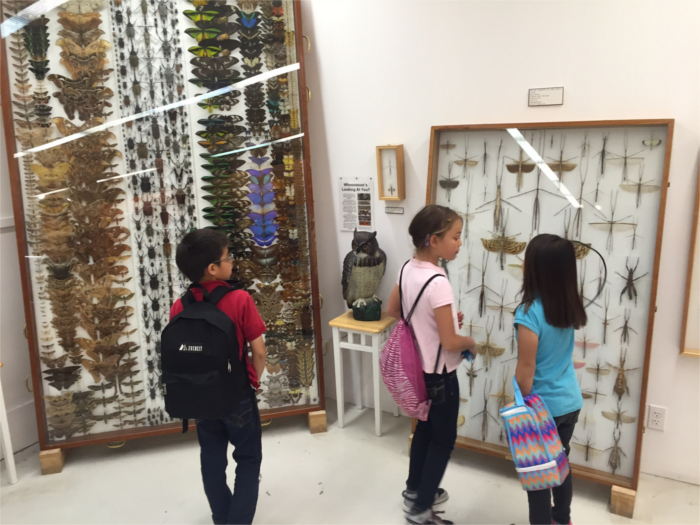 kids-in-front-of-butterfly-and-stick-insect-cases